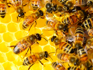 Zabili nawet milion pszczół! Do 21 uli wlali substancję ropopochodną