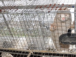 Zmutowany koronawirus w Polsce? Przebadane zostaną fermy norek