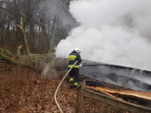 Jest nagroda dla tego kto wskaże podpalaczy 500-letniego Dębu Rzeczpospolitej!