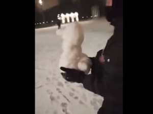 [video] Aktywistki Strajku Kobiet postawiły bałwana w kształcie kaczki przed pomnikiem Smoleńskim. To tylko śnieg