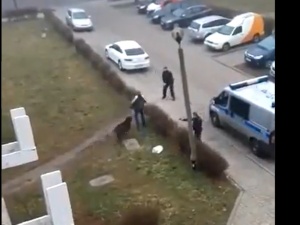 [video] Rozjuszony dzik w centrum Zabrza zaatakował przechodnia. Policjanci musieli użyć broni