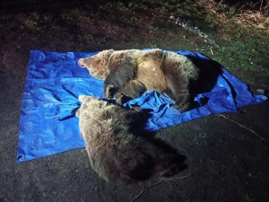 Horror w Tatrach. Na parkingu przed popularnym hotelem zastrzelono niedźwiedzicę z młodym