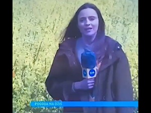 [video] Jak pięknie i obficie kwitnie bez. Reporterka TVN pokazuje pole... rzepaku