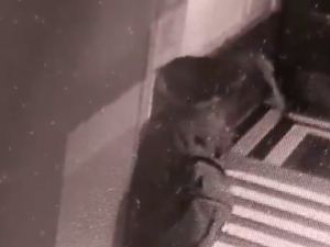 [WIDEO] Atak na biuro PiS w Krakowie. Do sieci wyciekło nagranie