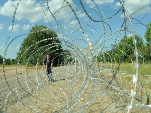Wg. mediów Agory polski płot na granicy zabija zwierzęta, a niemiecki chroni zwierzęta