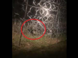 [video] Tak białoruskie służby niszczą nocą ogrodzenie na polskiej granicy. MON publikuje film