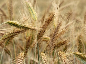 Komisja Europejska potwierdza. Jest porozumienie ws. produktów rolno-spożywczych z Ukrainy
