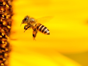 Nie będzie pszczół – nie będzie i ludzi