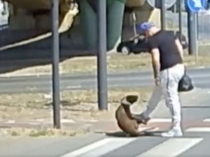 Skopał psa na przejściu dla pieszych. Szokujące nagranie z Bydgoszczy [WIDEO]