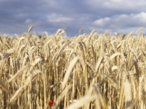 Co z embargiem na ukraińskie zboża? Znamienne słowa komisarza UE