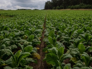 Te rozwiązania organiczają wolność słowa. Pracownicy Przemysłu Tytoniowego zrzeszeni w NSZZ S piszą do premiera