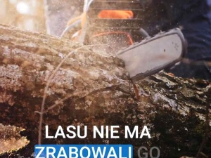 KO uderza w Lasy Państwowe. Jest odpowiedź rzecznika