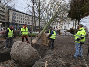Na placu Trzech Krzyży w Warszawie sadzone są drzewa z Niemiec za prawie 14 tys. zł za sztukę