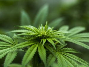 W Niemczech od kwietnia marihuana będzie legalna