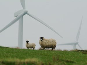 UE ugryzła się we własny ogon? Nowa dyrektywa doprowadzi do likwidacji farm wiatrowych? 