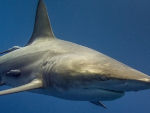 Turysta zaatakowany przez rekina zaledwie 10 metrów od brzegu [WIDEO]