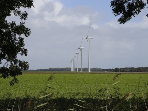 Rząd Tuska ma postawić farmy wiatrowe w polskich lasach