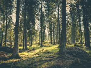 Najbliższe dni. Lasy Państwowe wydały komunikat