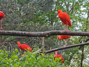 Nie są odporne. Komunikat płockiego zoo