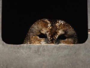 Przeszły częściową amputację. Dramat w płockim zoo