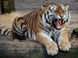 Ostrzeżenie warszawskiego zoo. Fizyczne i psychiczne zagrożenie 
