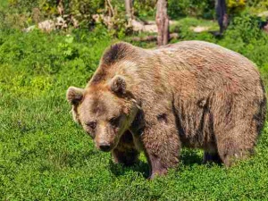 Trzy konfliktowe niedźwiedzie w Bieszczadach. Na odstrzał, a może w Tatry