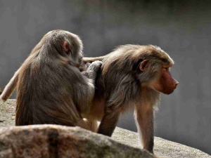 Zoo zabiło 12 zdrowych pawianów. Będzie zawiadomienie do prokuratury