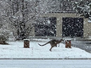 Australijskie miasta zniknęły pod śniegiem