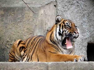 Propozycja zoo: Nie chcecie już swoich zwierząt? Dajcie je naszym drapieżnikom