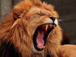 Lew uciekł z zoo. Policja musiała użyć broni