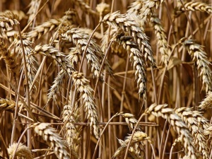 Niemieccy rolnicy obawiają się, że ich gospodarstwa nie przetrwają. Ukraina planuje jeszcze zwiększyć produkcję
