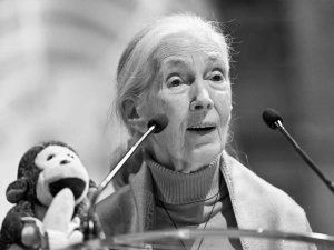 Nie żyje Jane Goodall. Wybitna badaczka miała 91 lat