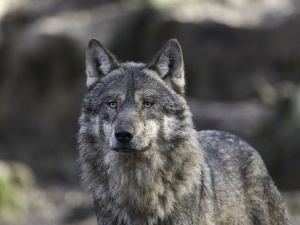 Wilki terroryzują południe Polski. Atakują zwierzęta domowe