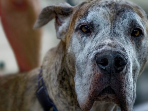 Ciągłe szczekanie psa – co zrobić, kiedy sąsiad nie współpracuje?