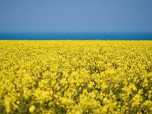 Od dziś obowiązuje liberalizacja handlu UE z Ukrainą. Polska będzie przestrzegała umowy zawartej przez KE