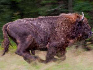 Żubr zaatakował turystkę w Teremiskach. Podeszła, żeby zrobić zdjęcia