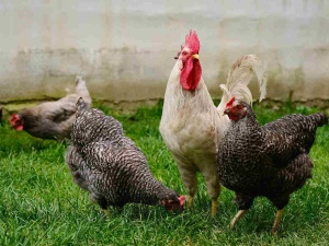 Krajowa izba producentów drobiu alarmuje. Ceny w górę nawet o 60 proc.