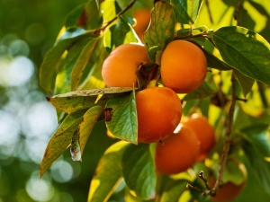 To uderzy w europejskie rolnictwo. Producenci z UE ostrzegają przed rewizją umowy UE-Maroko