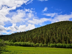 PE za uproszczeniem unijnego prawa dotyczącego wylesiania. Organizacje rolnicze zadowolone