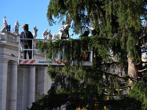 Na Placu św. Piotra stanęła choinka