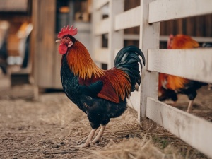 „Stworzono precedens do wygaszania hodowli innych zwierząt niż futerkowe”