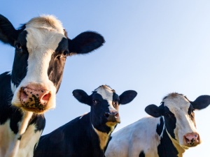 Wiceszef polskiego MSZ wzywa do negocjacji, aby osiągnąć porozumienie UE-Mercosur