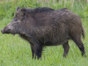 Dziki terroryzują Warszawę