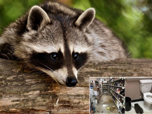  Zdemolował sklep, upił się i zasnął w łazience. Szop recydywista stał się celebrytą