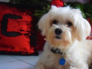 Weterynarz: W Sylwestra nie ogłuszajmy zwierząt. Źle dobrane leki mogą pogłębić ich cierpienie