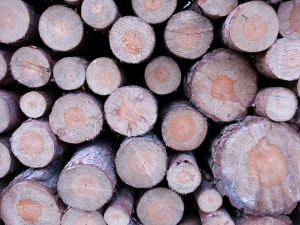 Kilkaset drzew ściętych siekierami. Policja bada sprawę wycinki w Toruniu