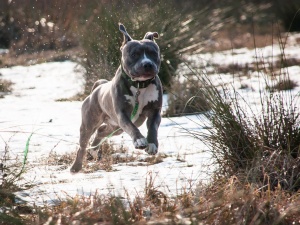 Tragedia w Krośnie Odrzańskim. Mężczyzna zmarł po ataku psa