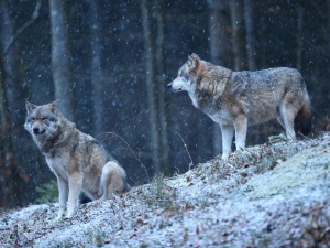 Wilki wracają w okolice Warszawy. Ostrzeżenie dla mieszkańców