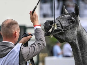 To koniec polskich stadnin? Katastrofa hodowli polskich arabów