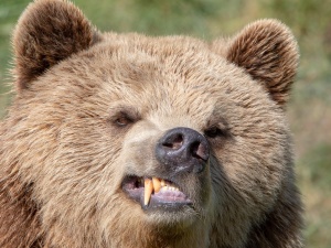 Tajemniczy niedźwiedź pojawił się na Górnym Śląsku. Odwiedził wsie i zrobił porządki w domach